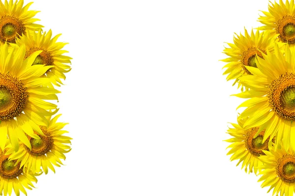 Sonnenblumen Hintergrund für die Präsentation Sonnenblumen wer Hintergrund — Stockfoto