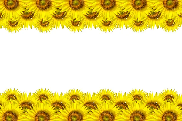 向日葵背景为 Sunflo 疫情周报 》 演示文稿背景的 — 图库照片