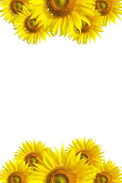 Sonnenblumen Hintergrund für die Präsentation Sonnenblumen wer Hintergrund — Stockfoto