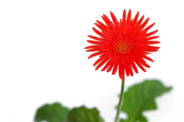 Piros gerbera virág — Stock Fotó