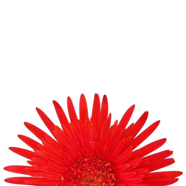 Flor de gerbera vermelha — Fotografia de Stock