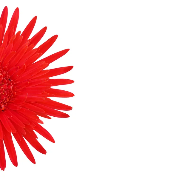 Flor de gerbera vermelha — Fotografia de Stock