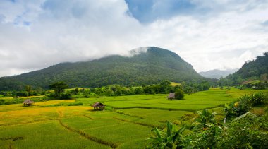 Dağ, Chiangmai Eyaleti, Kuzey Thail teraslı pirinç