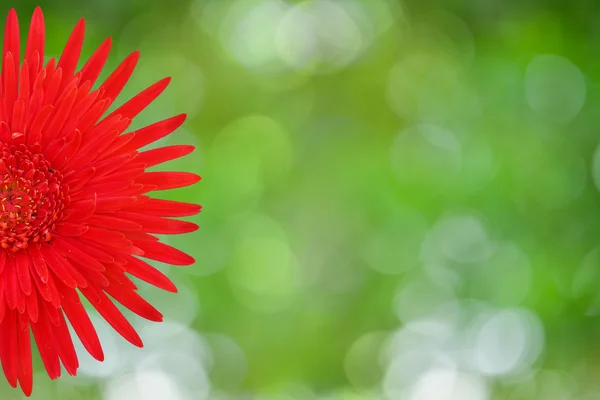Röd gerbera blomma — Stockfoto
