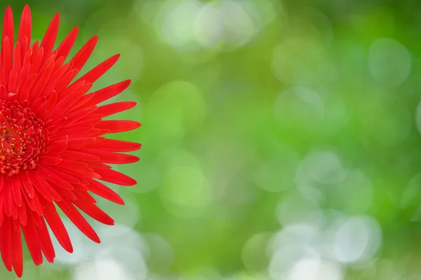 Flor de gerbera vermelha — Fotografia de Stock