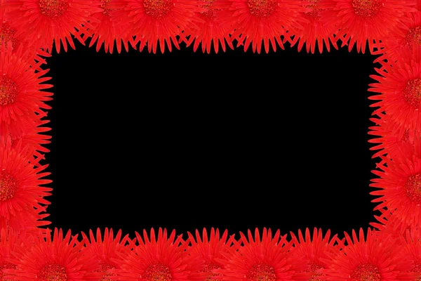 Gerbera rossa fiore — Foto Stock