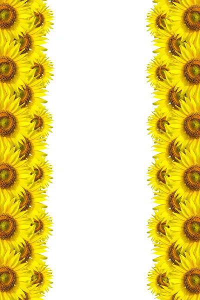Sonnenblumen Hintergrund zur Präsentation — Stockfoto