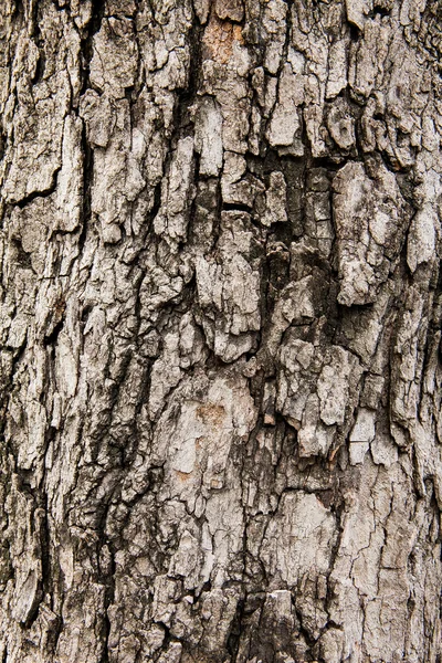 Textura de casca de árvore, tirar de tamarindo árvore — Fotografia de Stock