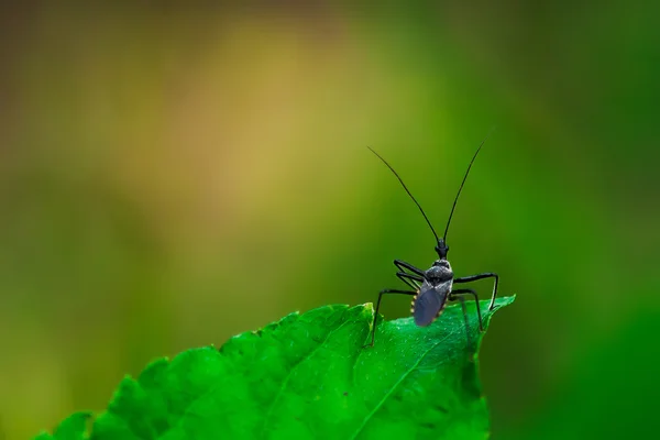 6 本足の昆虫. — ストック写真