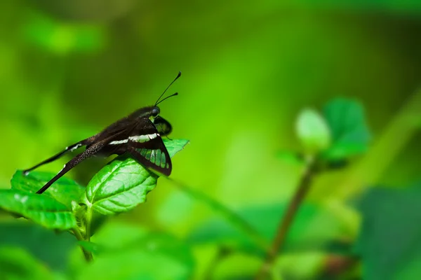 Motýli se stříkáním vody (zelená Dragontail) motýl t — Stock fotografie
