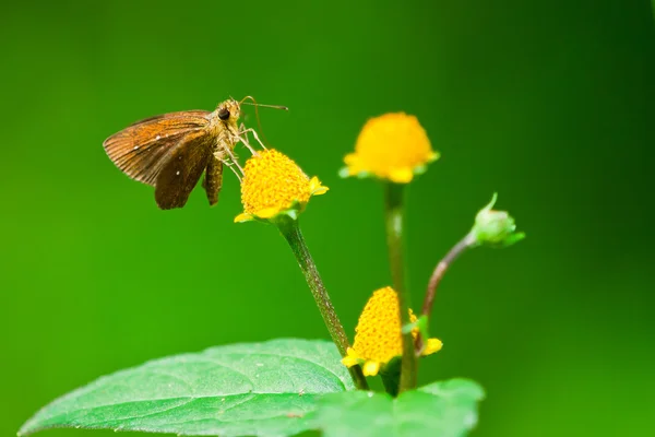 Mariposa de Tailandia — Foto de Stock