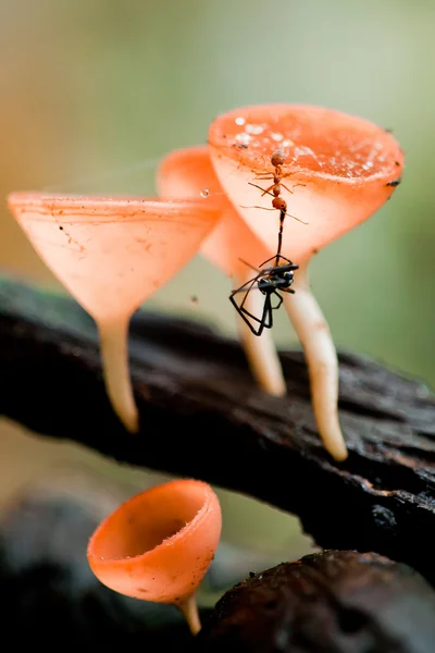 Ant クモ刺咬症. — ストック写真