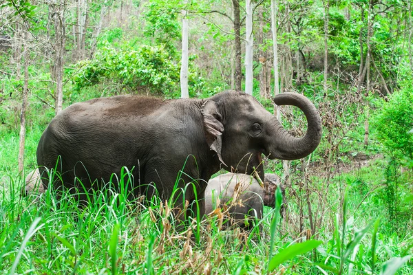 Éléphants thaïlandais . — Photo