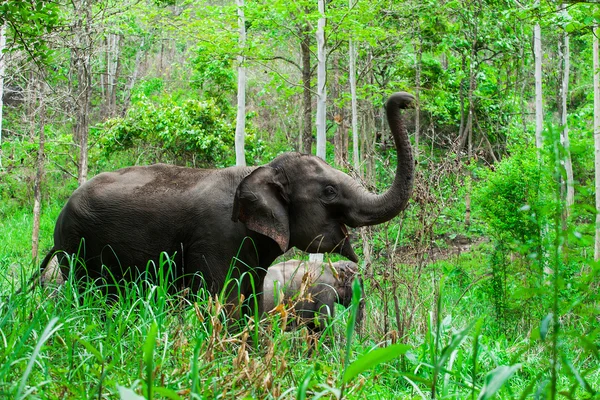 Éléphants thaïlandais . — Photo