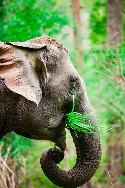 Elefantes tailandeses . —  Fotos de Stock