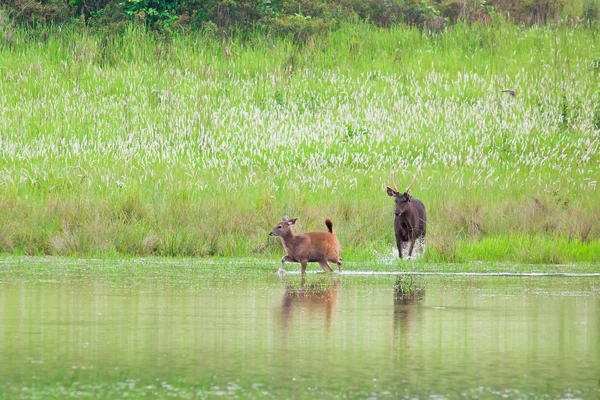 Cerf, parc national de Khao Yai, Thaïlande — Photo