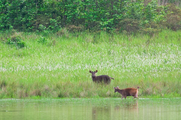 Ciervos, Parque Nacional Khao Yai, Tailandia — Foto de Stock