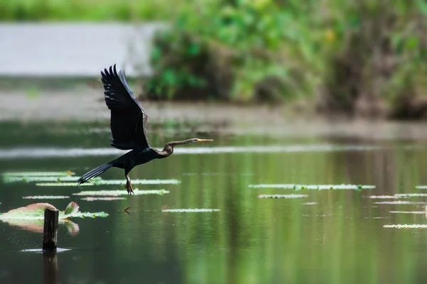 திறந்த இறக்கைகளுடன் அமர்ந்திருக்கும் டார்டர் (Anhinga melanogaster), மஞ்சள் வோ — ஸ்டாக் புகைப்படம்