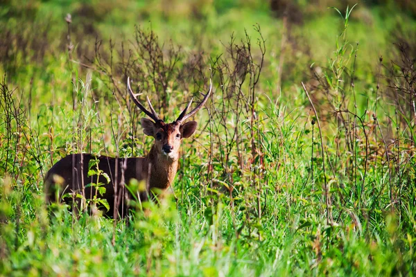 Ladrar ciervos en el bosque — Foto de Stock