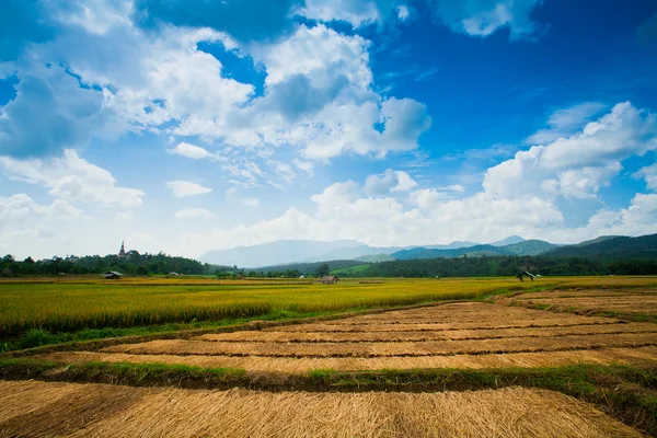 Красивые рисовые поля, Таиланд — стоковое фото