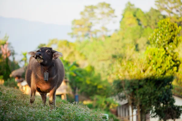 Buffalo, Thailand — Stock Photo, Image