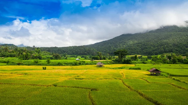Terrasse ris på bjerget, Chiangmai-provinsen, det nordlige Thail - Stock-foto