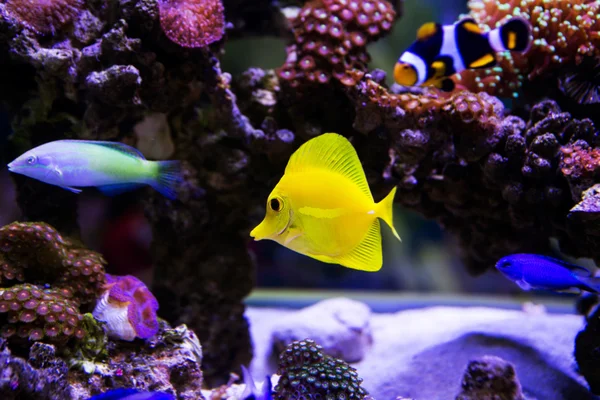 Bellissimo pesce acquario di acqua salata zebrasoma — Foto Stock