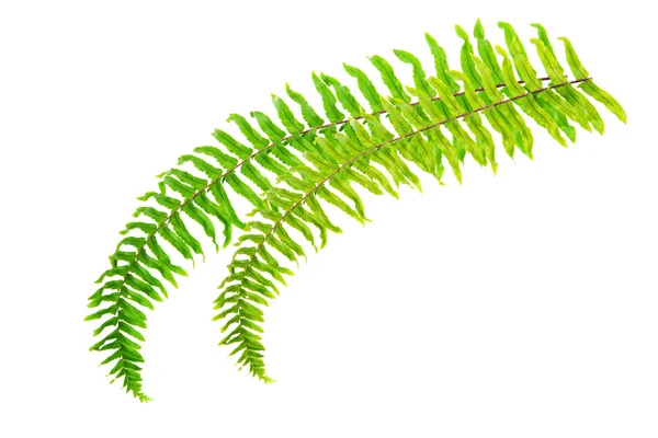 Fern leaf — Stock Photo, Image