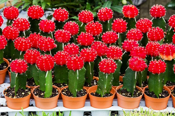 Beautiful cactus — Stock Photo, Image
