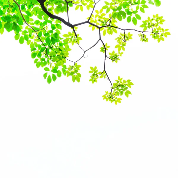 Hoja verde aislada sobre blanco —  Fotos de Stock