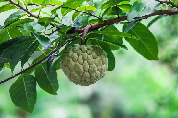 Manzana de azúcar (Annona squamosa Linn.) Tailandia Imágenes de stock libres de derechos