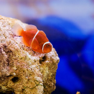Clownfish in blue water above its host anemone  clipart