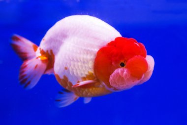 Goldfish mavi ekran 
