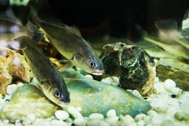 Boesemania microlepis