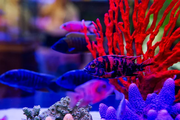 Bunte Fische in der Meerwasserwelt des Aquariums — Stockfoto