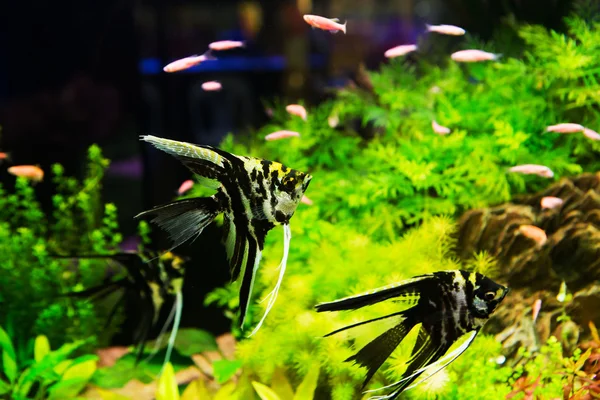 En grön vacker planterade tropiska sötvatten akvarium med fisk — Stockfoto