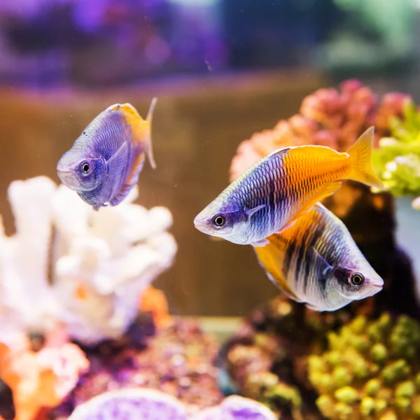 Carino pesciolino in un acquario — Foto Stock