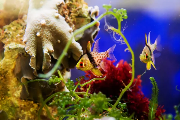 Pajama Cardinalfish, Sphaeramia nematoptera