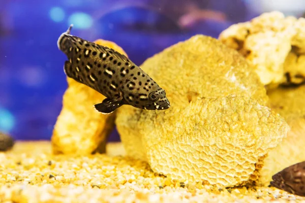 Mero de manchas blancas (Epinephelus caeruleopunctatus) en el cor — Foto de Stock