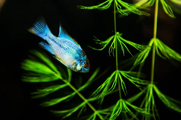Obraz ryba na podwodne rafa — Zdjęcie stockowe