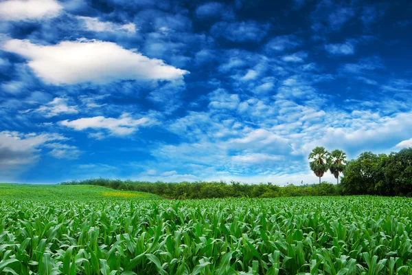 Campo de maíz en Tailandia — Foto de Stock