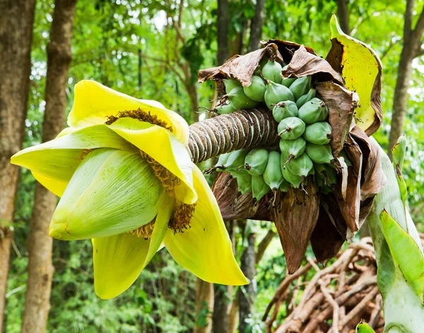 Lotus banana yellow — Stock Photo, Image