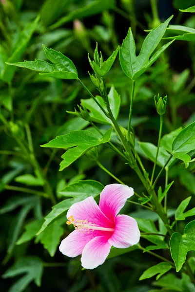 Hipérico rosa vivo está floreciendo —  Fotos de Stock