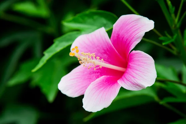 Hipérico rosa vivo está floreciendo —  Fotos de Stock