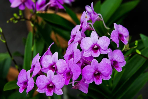 Purple orchid. — Stock Photo, Image