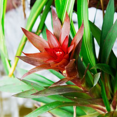 Red Bromeliads clipart