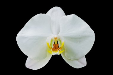 siyah arka plan üzerine izole orkide çiçekleri