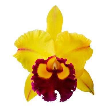 Açık sarı orkide çiçekleri beyaz arkaplanda izole edilmiş