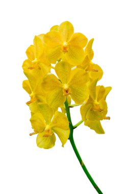 Sarı orkide çiçek