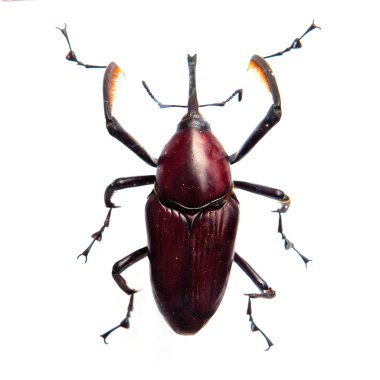 böcek dynastes granti